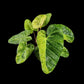 Philodendron El Choco Red x billietiae Marble
