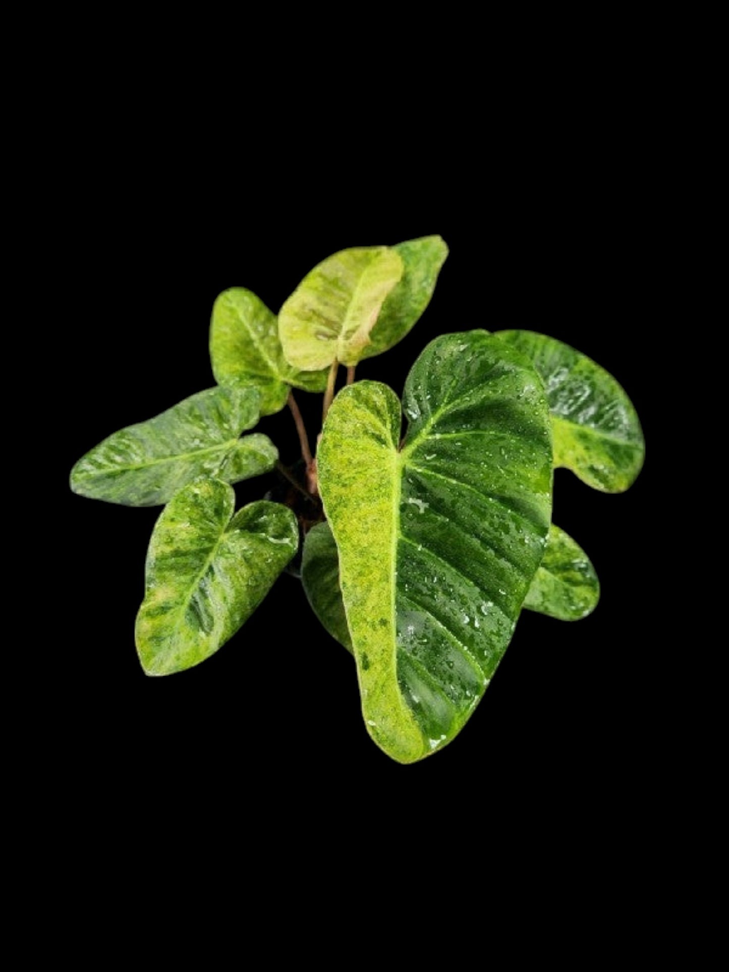 Philodendron El Choco Red x billietiae Marble