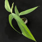 Monstera croatii