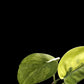 Scindapsus Jade Satin aurea