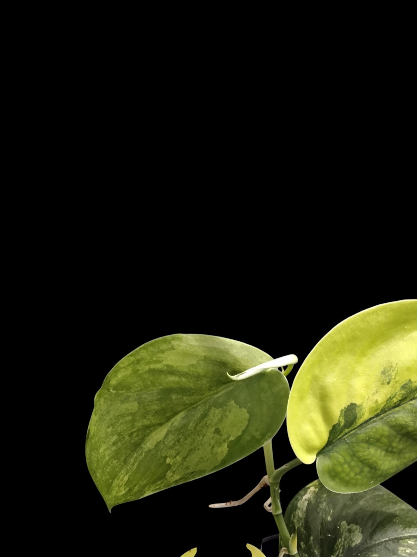Scindapsus Jade Satin aurea