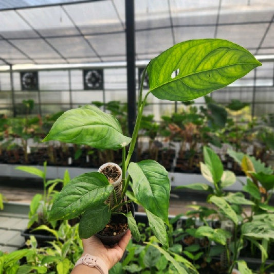 Monstera adansonii turrabaris