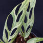 Monstera adansonii Indonesian Mint