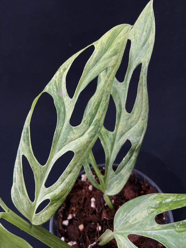 Monstera adansonii Indonesian Mint