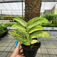 Rhaphidophora latevaginata mint