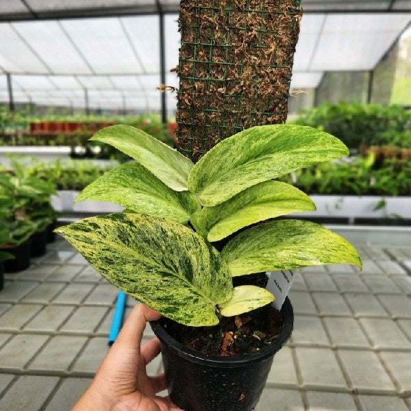 Rhaphidophora latevaginata mint
