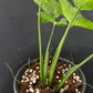 Syngonium Scrambled Eggs