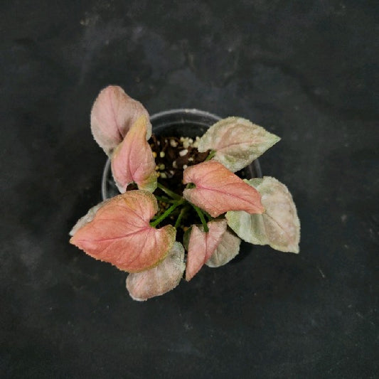 Syngonium Full Pink