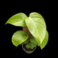 Monstera acuminata (M)