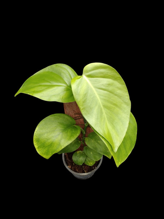 Monstera acuminata (M)