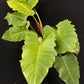 Philodendron Snowdrift