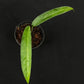 Monstera obliqua yasuni (small)