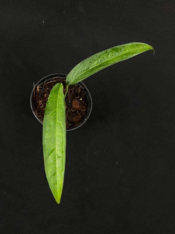Monstera obliqua yasuni (small)