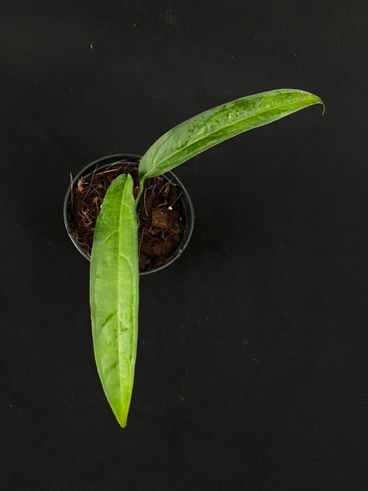 Monstera obliqua yasuni (small)