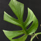 Rhaphidophora tetrasperma wild form