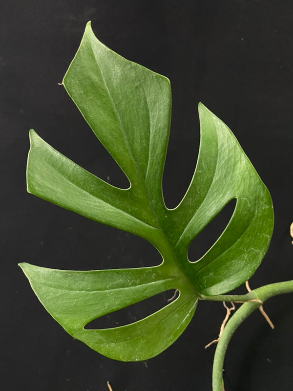 Rhaphidophora tetrasperma wild form