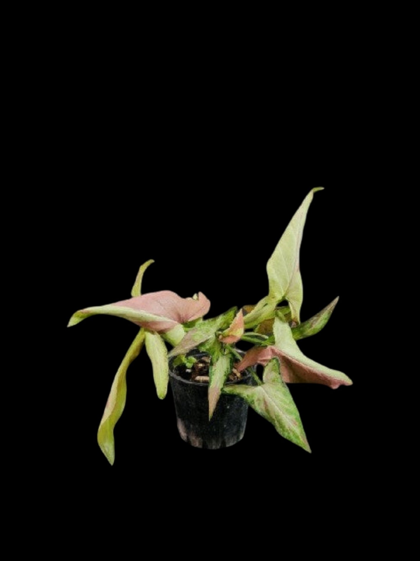 Syngonium Orm Nagpum