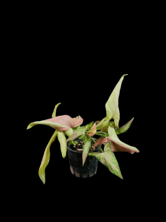 Syngonium Orm Nagpum