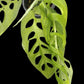 Monstera esqueleto