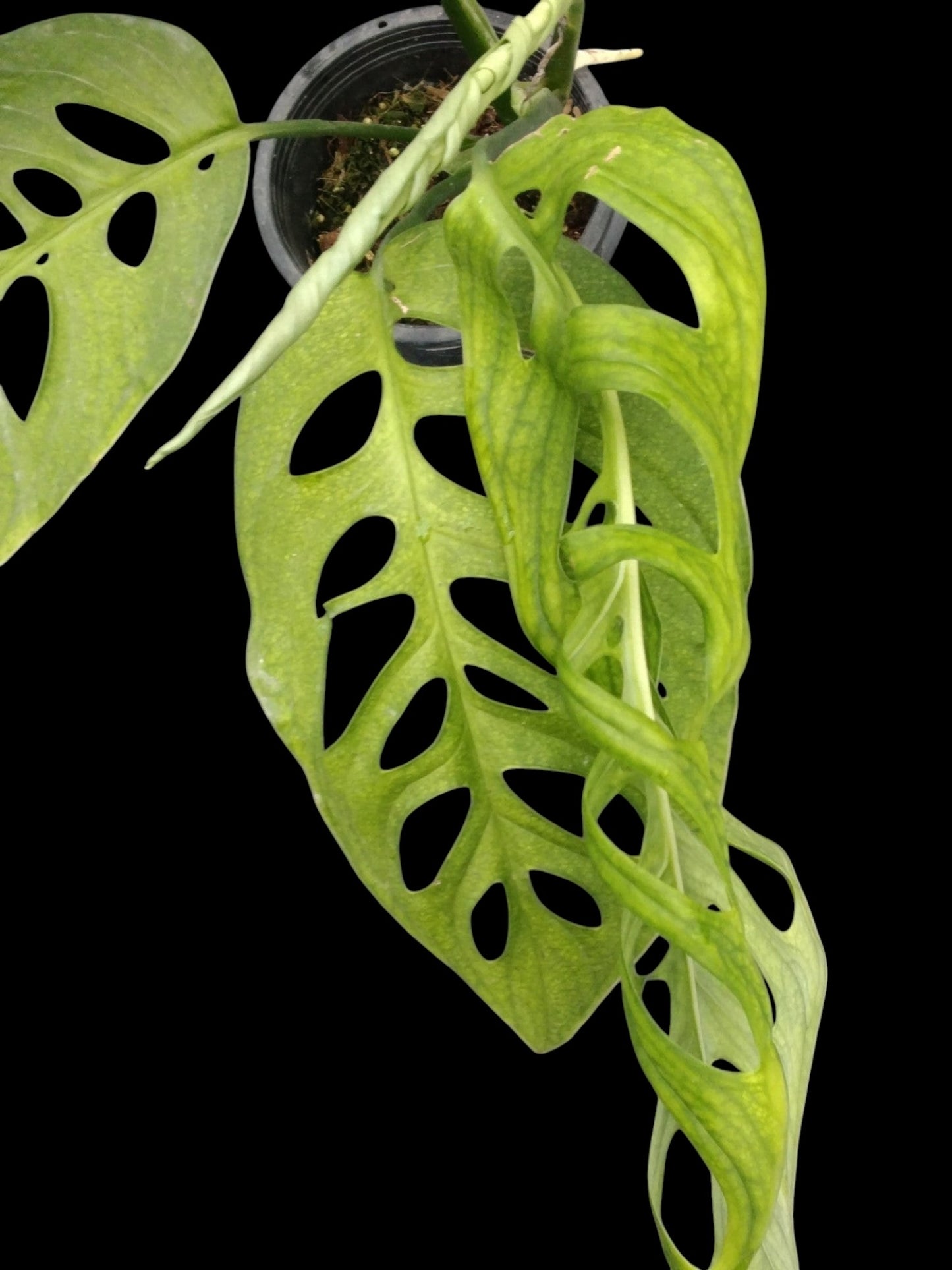 Monstera esqueleto