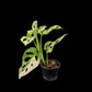 Monstera adansonii aurea