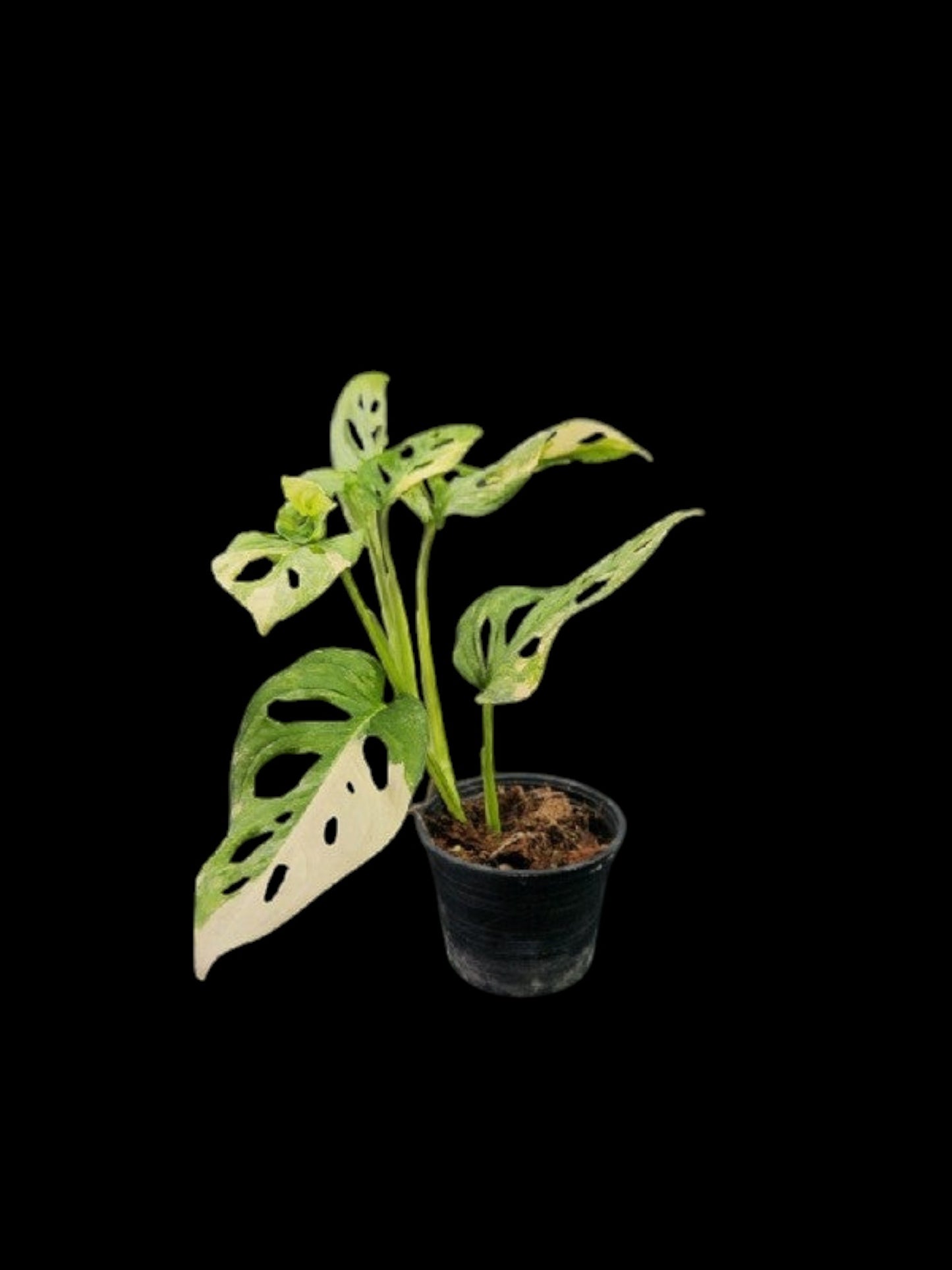 Monstera adansonii aurea