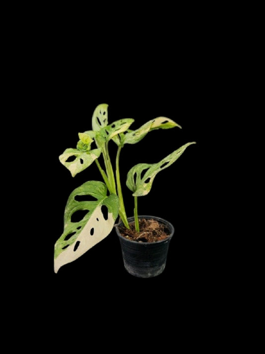 Monstera adansonii aurea