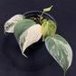 Philodendron Micans variegated