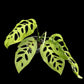 Monstera esqueleto