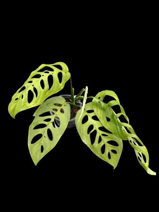 Monstera esqueleto