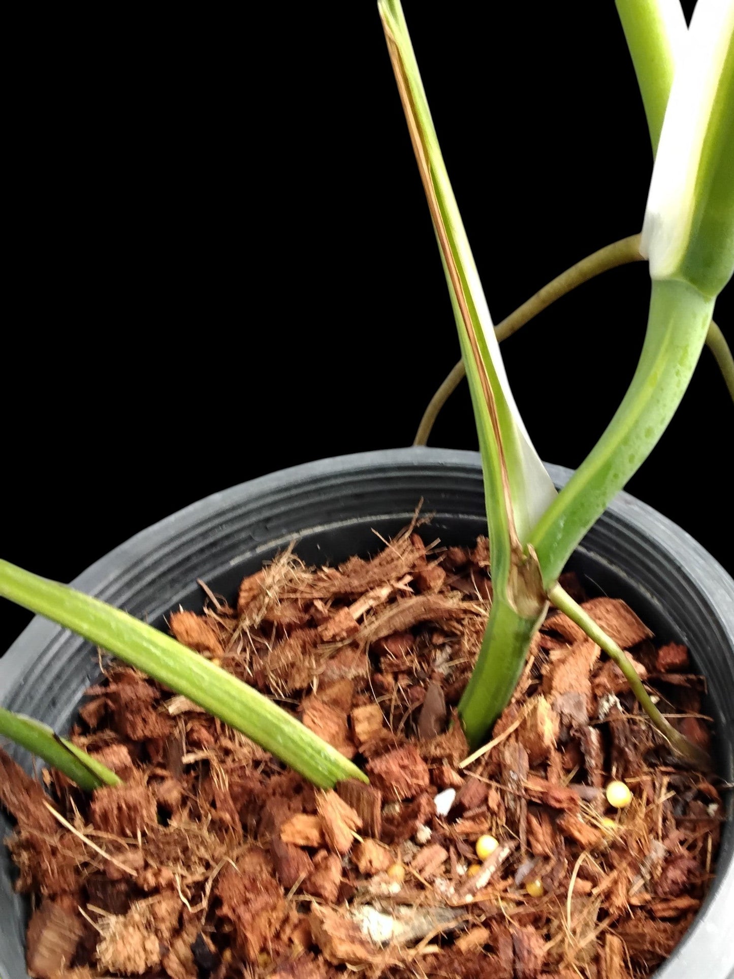 Monstera deliciosa aurea