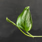 Monstera gambensis