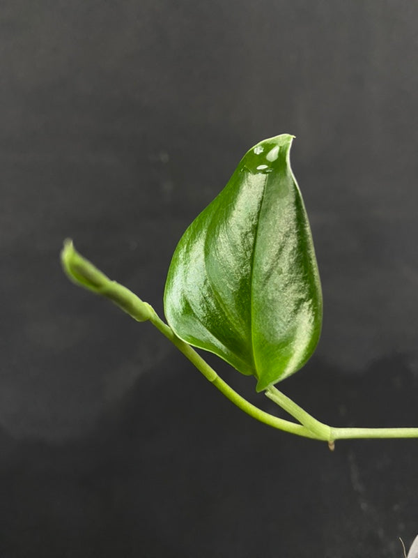 Monstera gambensis