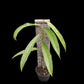Monstera obliqua Yasuni (M)