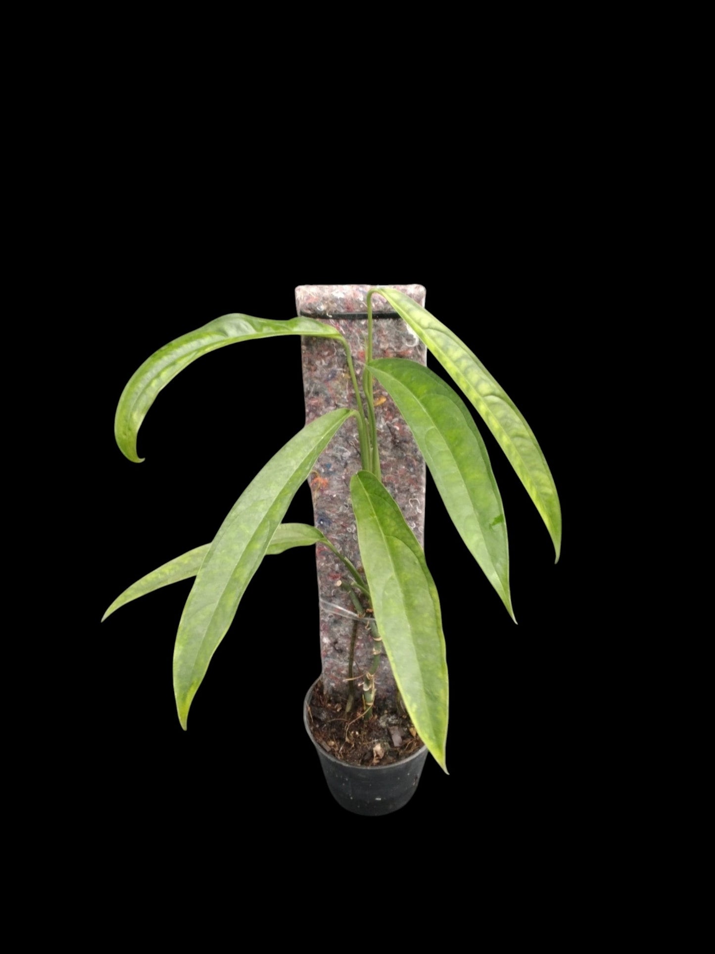 Monstera obliqua Yasuni (M)