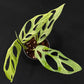 Monstera adansonii Indonesian Mint