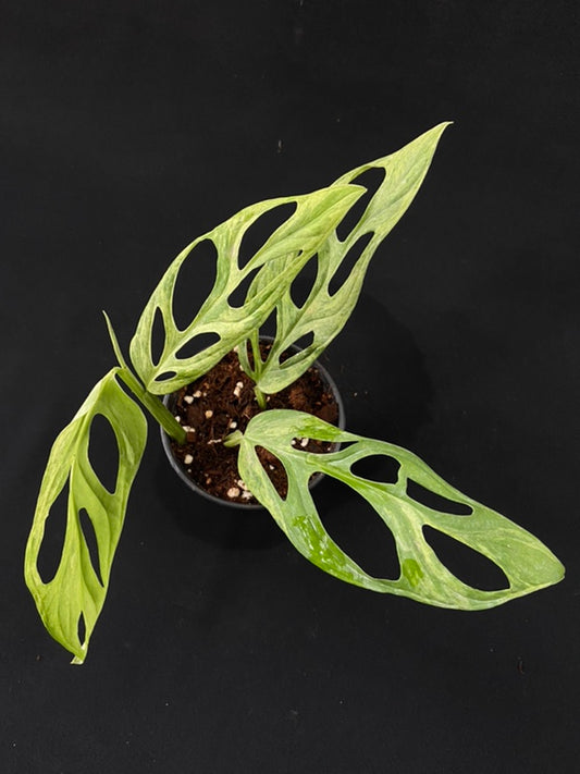 Monstera adansonii Indonesian Mint