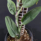 Monstera barrieri