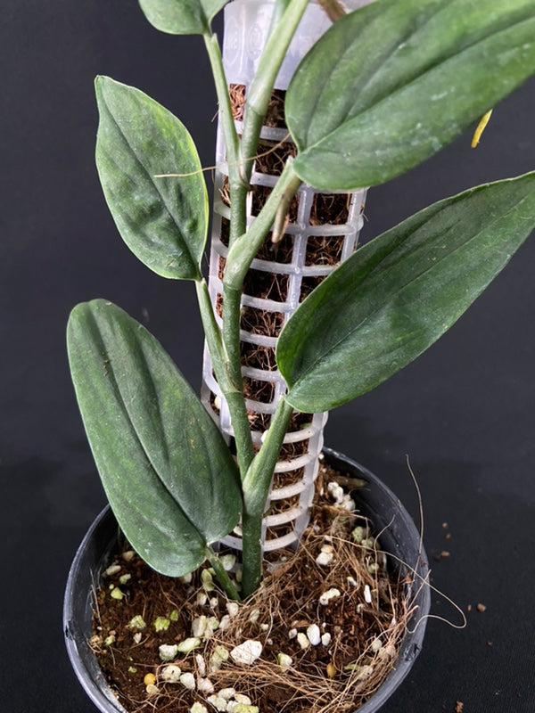 Monstera barrieri