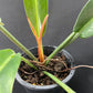 Philodendron ruizii