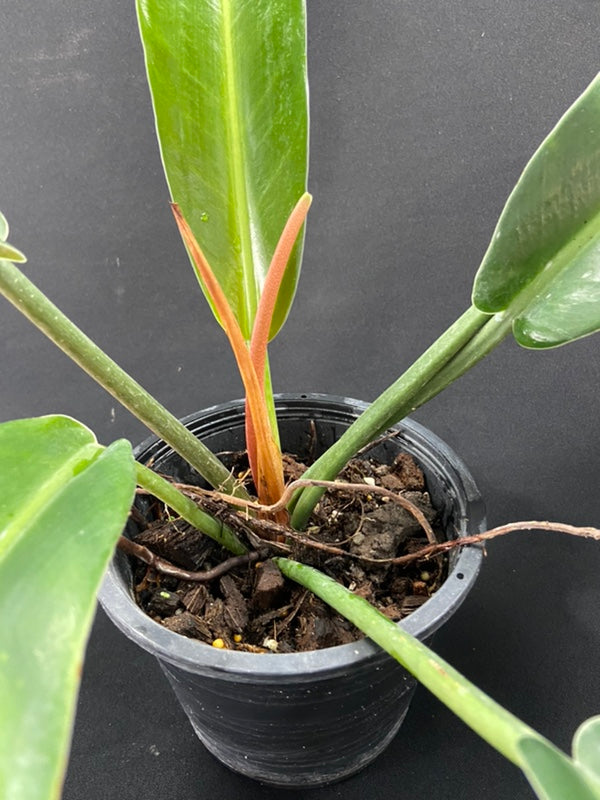 Philodendron ruizii