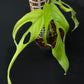 Monstera obliqua fillamentous (small)