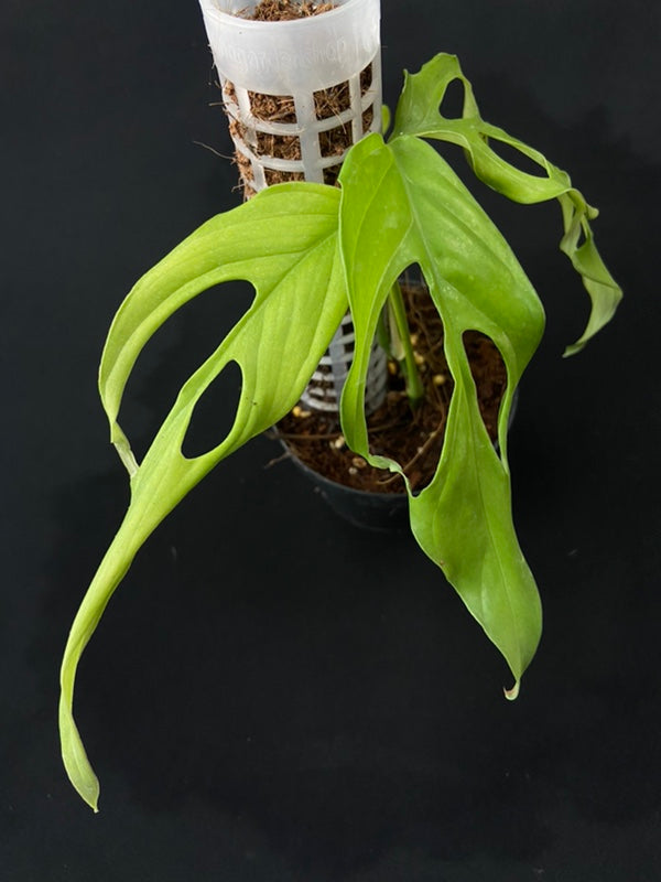 Monstera obliqua fillamentous (small)