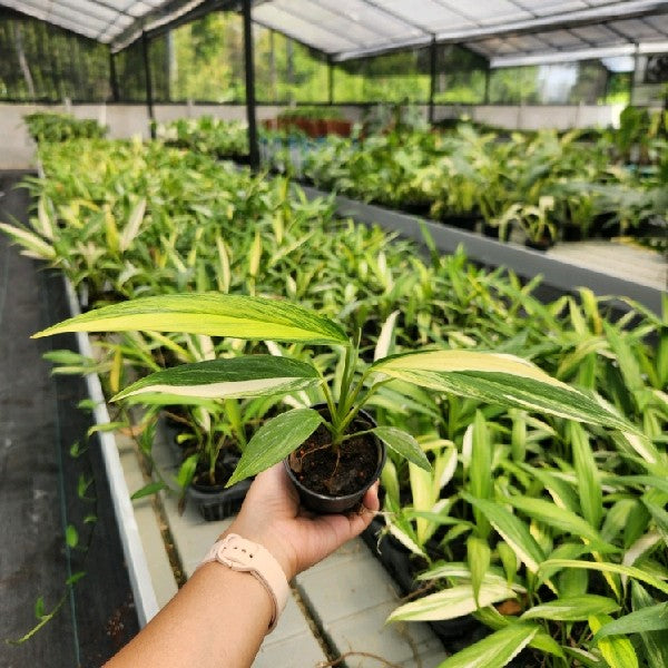 Epipremnum amplissimum variegated aurea