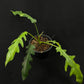 Philodendron San Antioquia