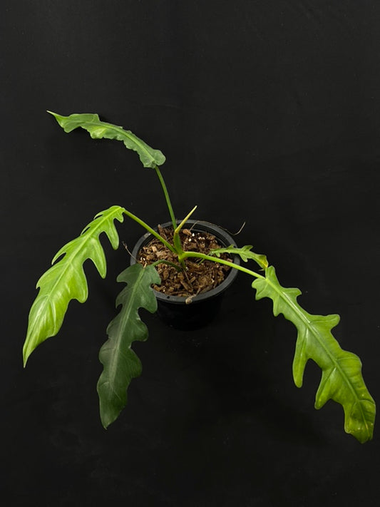 Philodendron San Antioquia