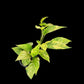 Epipremnum pinnatum Golden Star