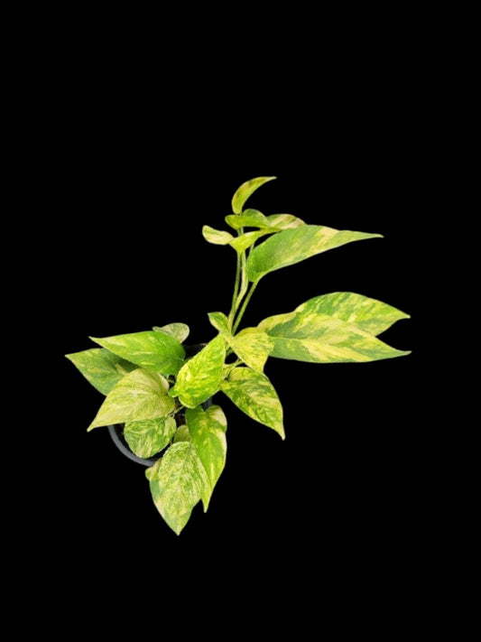 Epipremnum pinnatum Golden Star