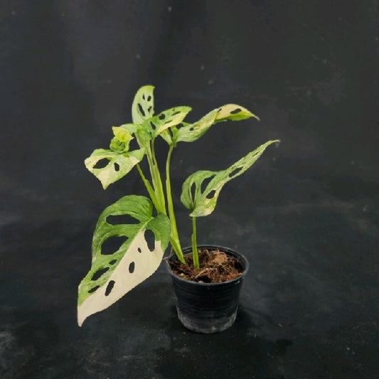 Monstera adansonii aurea