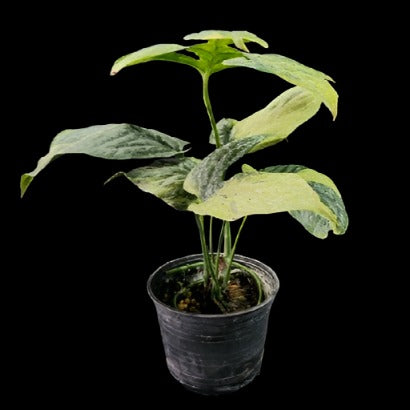 Amydrium medium Spider Mint